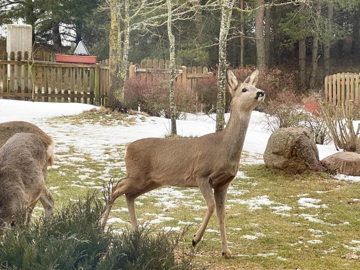 ホテル Dolina Sarenek セイニ エクステリア 写真