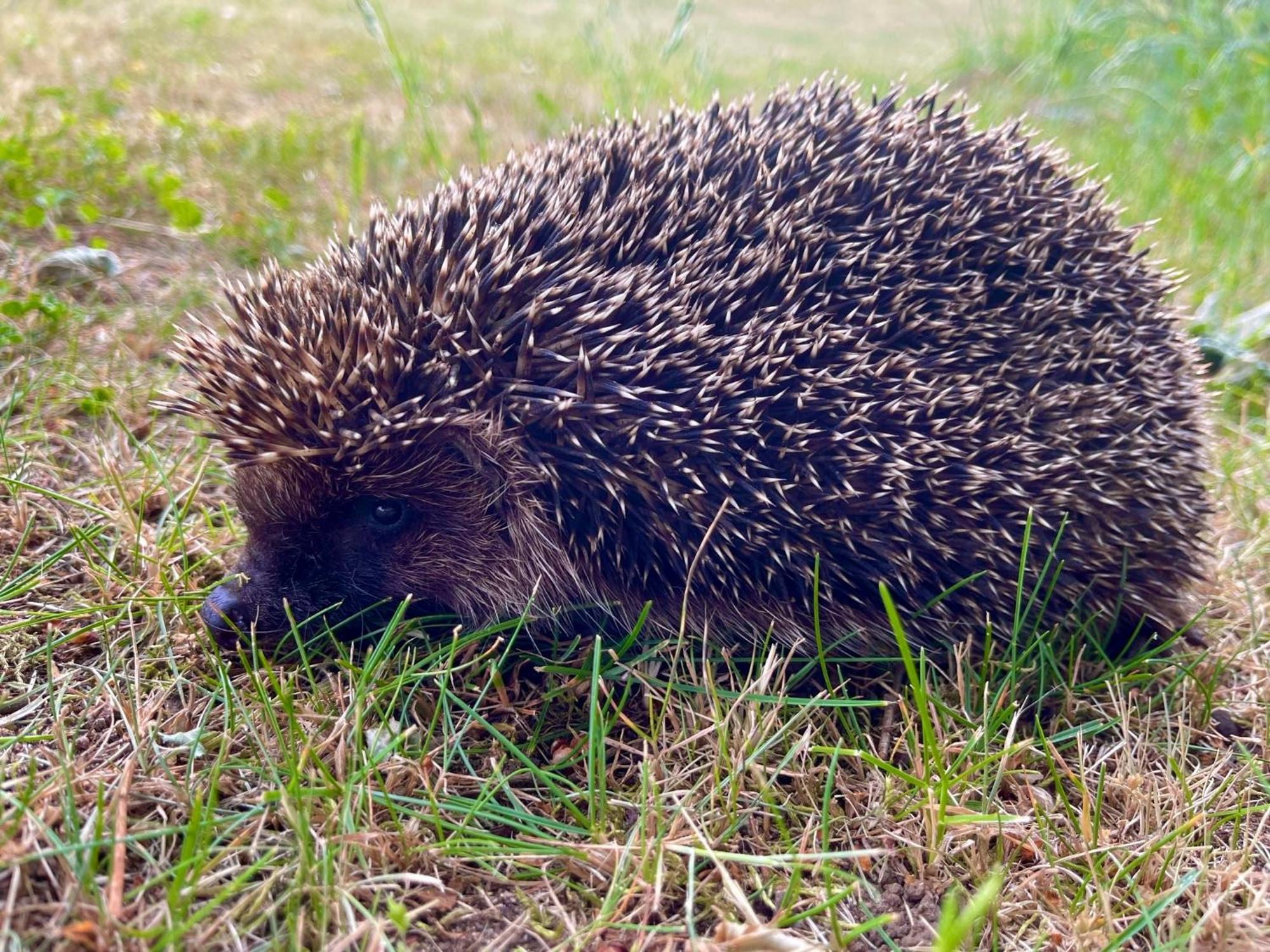 ホテル Dolina Sarenek セイニ エクステリア 写真