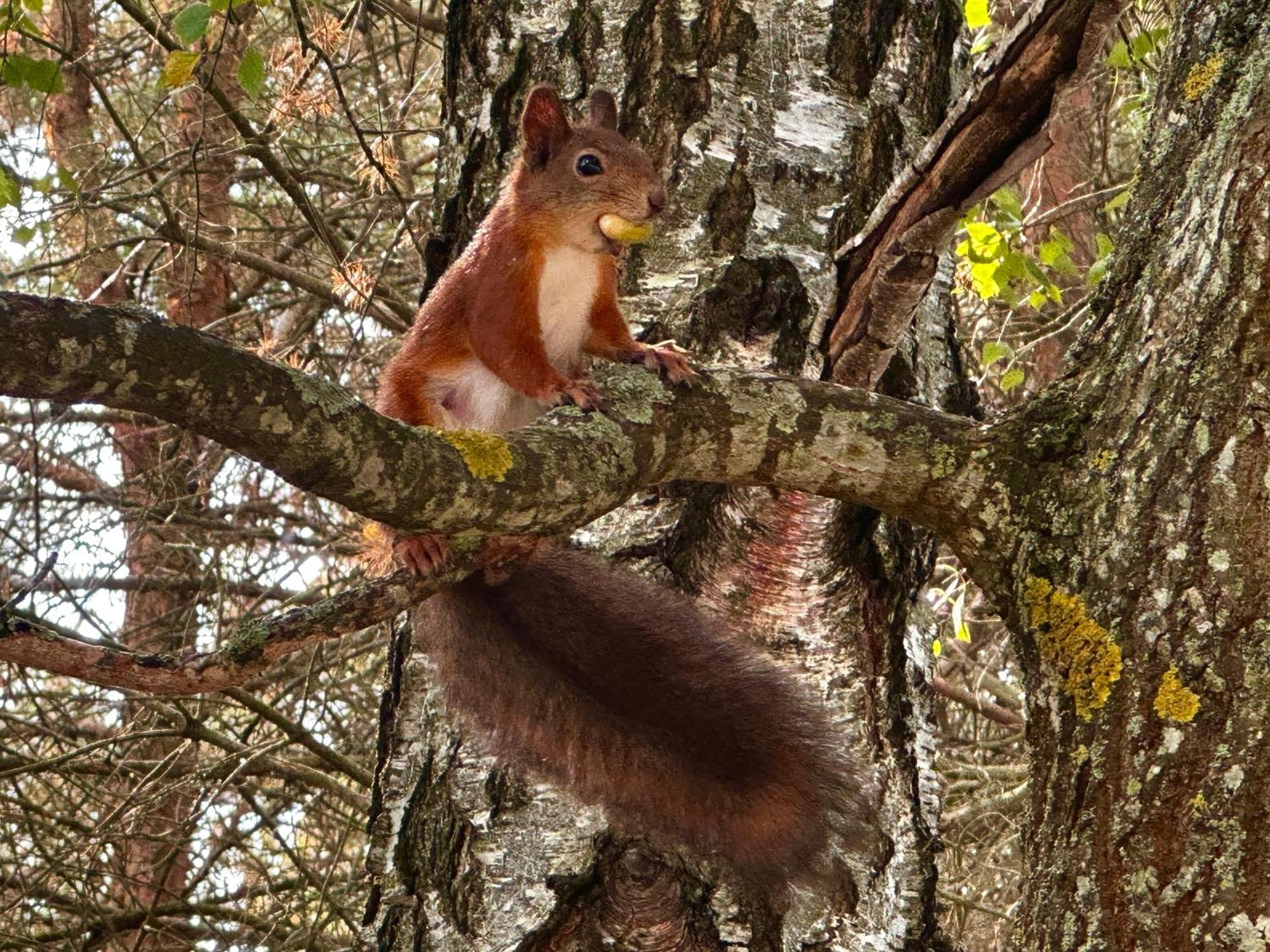 ホテル Dolina Sarenek セイニ エクステリア 写真